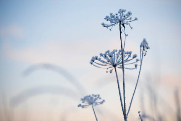 Frost covered dried plant against blurred winter twilight sky stock photo