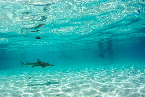 istock swimming with sharks in blue ocean of polynesia 1191212100