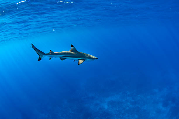 swimming with sharks in blue ocean of polynesia stock photo