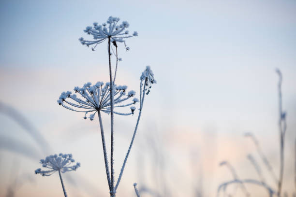 istock Frost covered dried plant against blurred winter twilight sky 1191212204