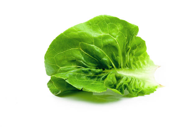 istock Fresh green Butterhead Lettuce isolated on white background. 1191212990
