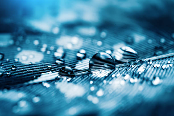 Beautiful water drops on the feather. Macro. Beautiful soft light blue and violet background. Selective focus. Horizontal. Background with copy space.