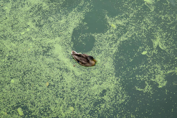 A brown duck sits on green water and sleeps. She sailed here for food, around her a lot of duckweed. USA, State of Michigan, Holland