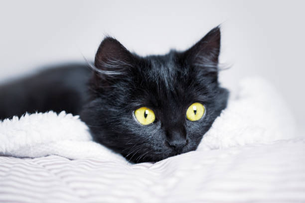 istock A black kitten lies on the couch. Selective focus. Horizontal. 1191214381