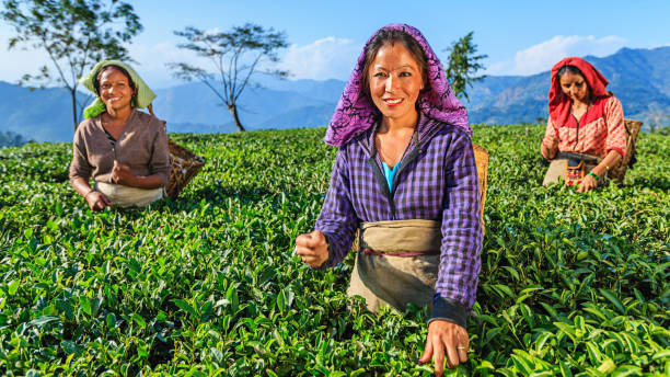 istock Indian pickers plucking tea leaves in Darjeeling, India 1191214473