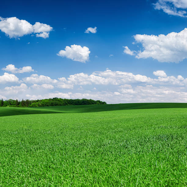 istock Square spring landscape XXXXL - meadow, blue sky 1191214950