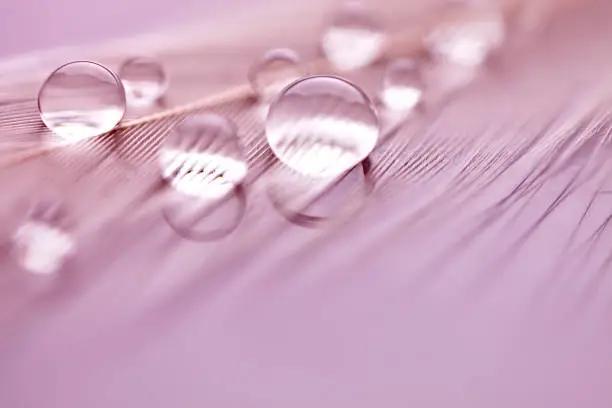 Photo of Beautiful transparent water drops or rain water on soft background. Macrophotography. Desktop background. Selective focus.