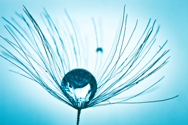 istock Beautiful dew drops on a dandelion seed. Macro. Beautiful soft light blue and violet background. Selective focus. Background with copy space. 1191218032