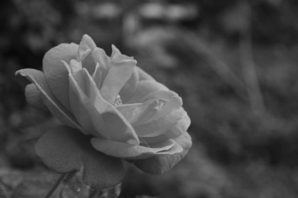 istock Rose flower, monochromatic. 1191218969