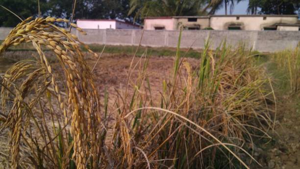 arroz maduro no campo de almofada da aggriculture. - aggriculture - fotografias e filmes do acervo