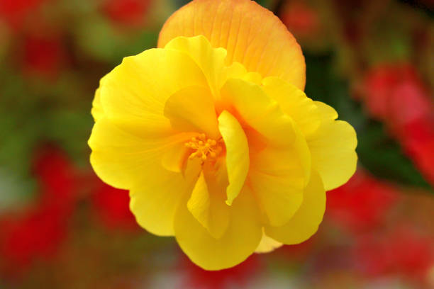 Hiemalis begonia yellow flowers macro closeup in sunny background.
