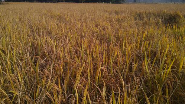 arroz maduro no campo de almofada da aggriculture. - aggriculture - fotografias e filmes do acervo