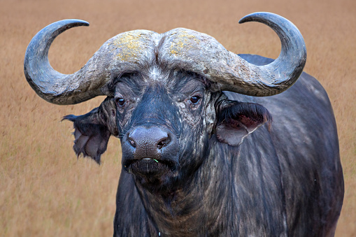 Cape buffalo in Ngorongoro, Tanzania, Africa