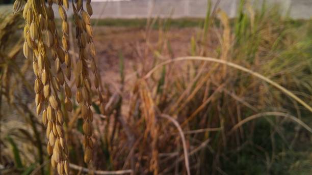 arroz maduro no campo de almofada da aggriculture. - aggriculture - fotografias e filmes do acervo