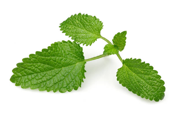 istock Fresh lemon balm or melissa isolated 1191220113