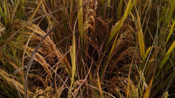 arroz maduro no campo de almofada da aggriculture. - aggriculture - fotografias e filmes do acervo