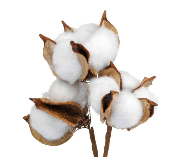 흰색 배경에 절연 된 면 볼 - cotton plant dry branch 뉴스 사진 이미지