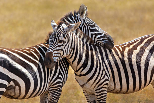 istock Zebras, Tanzania 1191220129