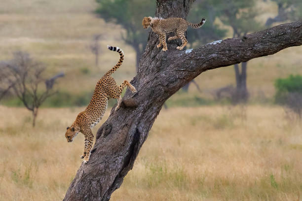istock Cheetah getting down the tree, Tanzania 1191220152