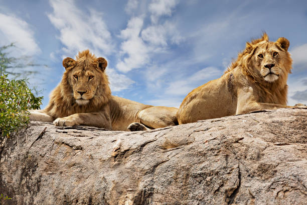 lions on top of the rock in serengeti, tanzania. - female animal big cat undomesticated cat feline imagens e fotografias de stock