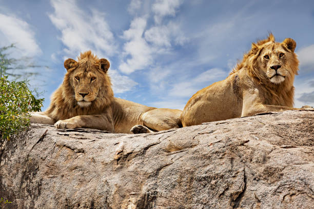 львы на вершине скалы в серенгети, танзания. - lion africa undomesticated cat portrait стоковые фото и изображения