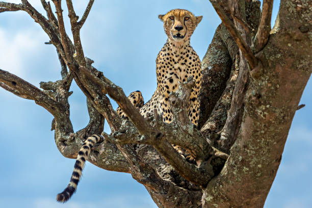 istock Cheetah in the tree, Tanzania 1191220284