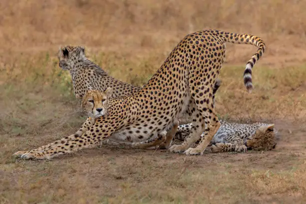 Photo of Cheetah and cubs