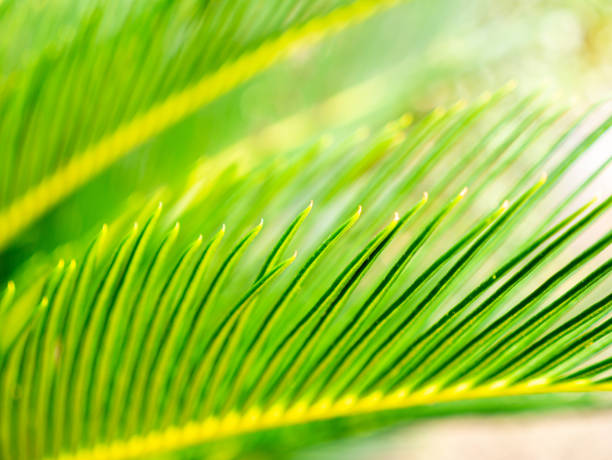 istock Abstraction of The Sago Palm Leaf Edge 1191220295