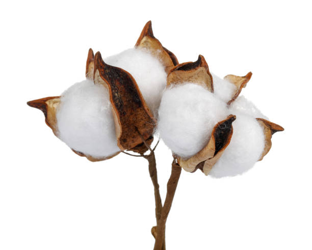 istock Cotton boll isolated on white background 1191220300
