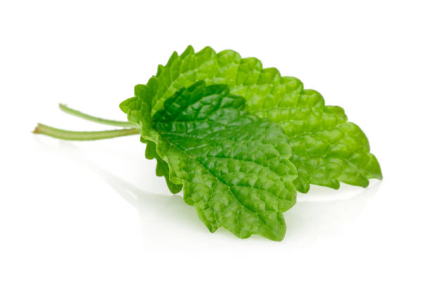 Fresh lemon balm or melissa isolated on white background