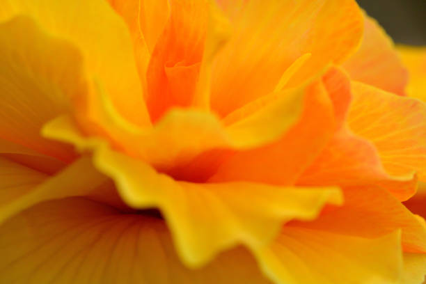 Daffodil trumpets provide one of the largest - and strongest - yellows amongst the spring flowers of the UK. Appropriately, since the daffodil is the national flower of Wales, they start to burst their buds and sport their yellow petals around March 1st, St. David's Day.