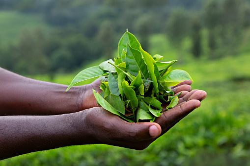 Man hands holding tea leaves in Uganda, Africa.