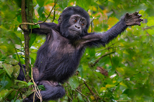 Baby mountain gorilla in Bwindi, Uganda, Africa