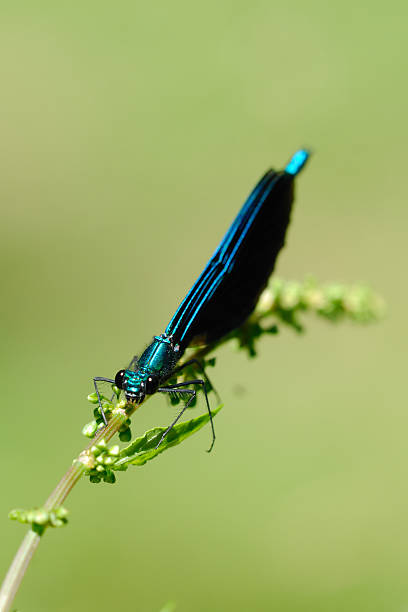 Male Beautiful Demoiselle Damselfly on flower stem stock photo