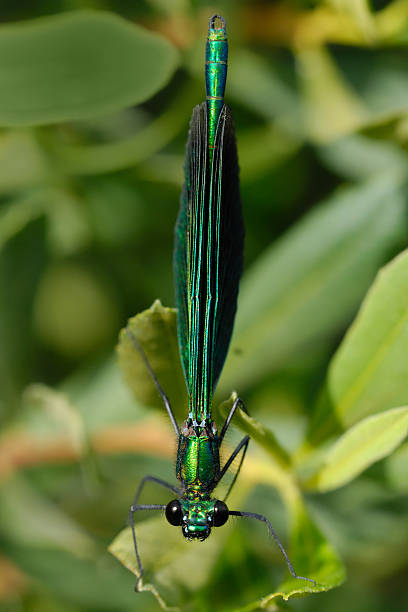 Male Beautiful Demoiselle Damselfly on leaves stock photo