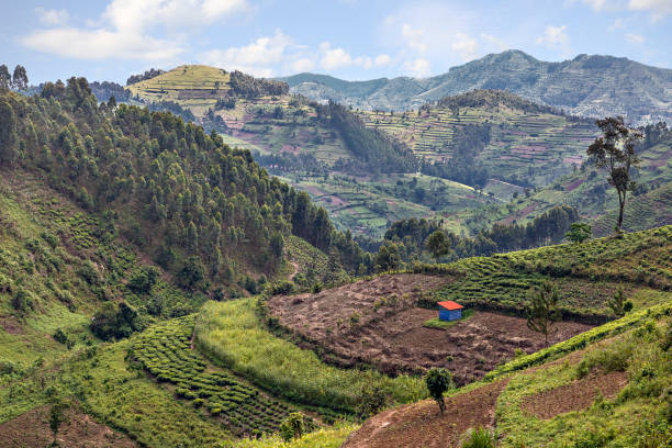 Tea plantation terraces in Uganda Tea plantation and agricultural terraces in Uganda, Africa uganda stock pictures, royalty-free photos & images