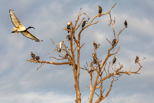 istock Sacred Ibis in flight, in Uganda, Africa 1191222236