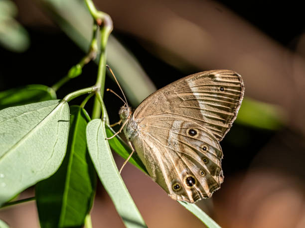 istock Mycalesis bushbrown butterfly on a leaf 1 1191222749