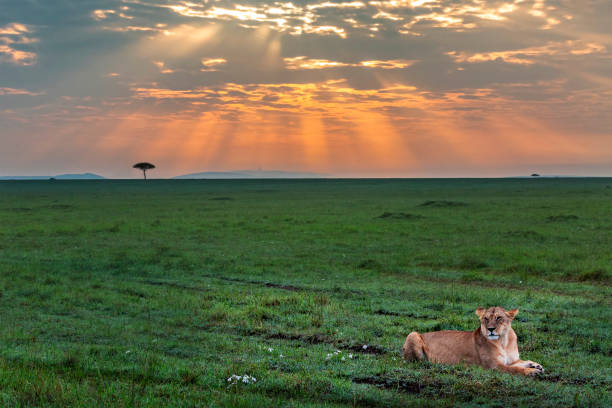 istock Lioness at the sunrise 1191223420