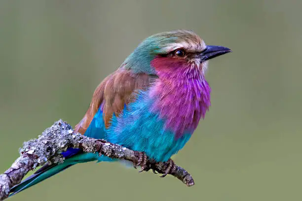 Lilac breasted roller in Masai Mara, Kenya, Africa