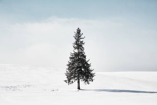 istock Winter scenery. Biei Hokkaido Japan 1191223505