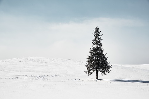 One pine tree standing on a snowy field.Biei Hokkaido Japan