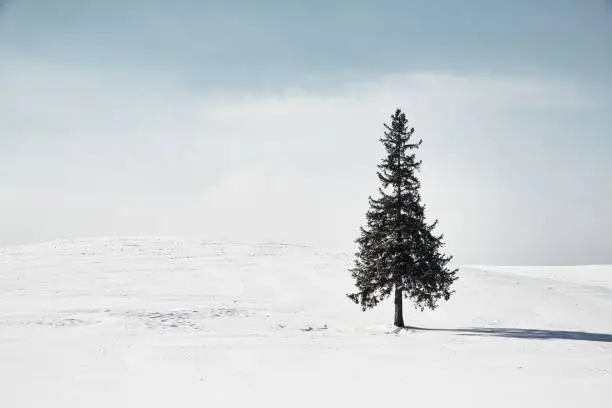 One pine tree standing on a snowy field.Biei Hokkaido Japan