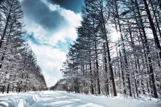 frozen road, biei hokaido, japan - forest road nature birch tree imagens e fotografias de stock