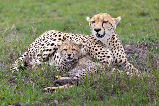 istock Cheetah and the cub 1191223586