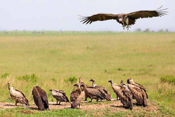 istock Vultures in Masai Mara, Kenya 1191223648
