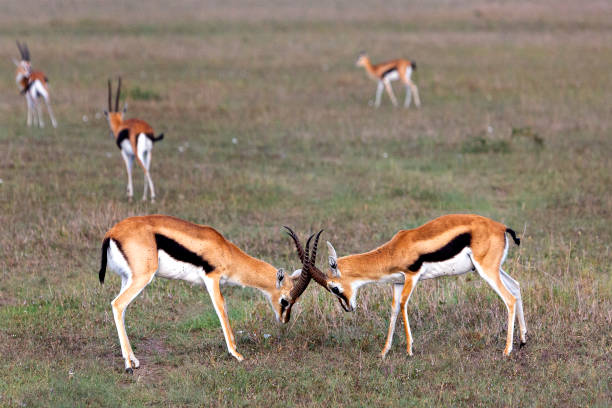 istock Thomson's gazelles in fight 1191223811