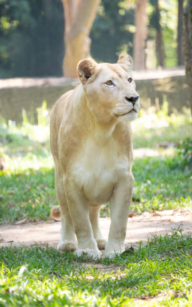 istock female white lion walking on grass in captive environment 1191223871