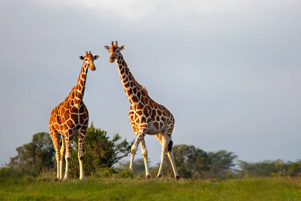 girafes réticulées - reticulated photos et images de collection