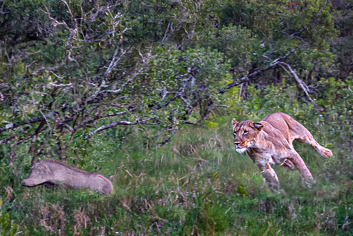 Lioness chasing the warthog in Sweetwaters, Kenya, Africa